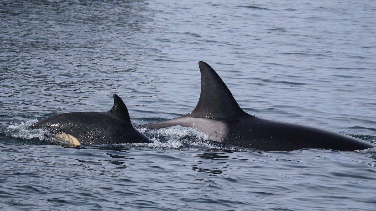 Earlier this week we shared that there have been 8 new calves added to the coastal Bigg's killer whale population so far in 2024. One of those little ones is T030B3, the third calf of T030B 'Lyra' (born in 1993). 🥹 📷: Kate Fleming, @Whale_Tours (SpringTide Tours)