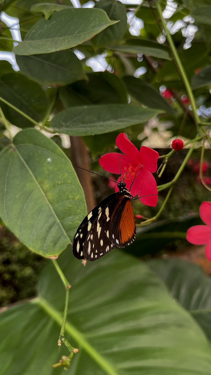 _thequietplace's tweet image. Went to a wonderful butterfly house earlier this week! The glass wing was perfect and I caught this tiger longwing having a snack too 🥰🦋🐛 #FlowersOnFriday #FlutterbyFriday