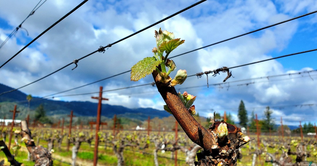 Bud break signals the start of something magical! 👀 Hello, 2024 – let the journey to crafting something special begin!

#PEJUwinery #napavalley #rutherford #vineyard #visitnapavalley #napavalley #napavalleywine #itsfromnapa #winemaking #winecountry #napa #estatewine #redwine