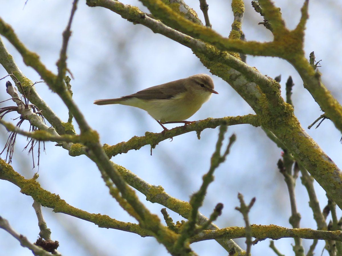 Lovely few hours at Swilly today. 3 House martin, 3 Swallow, 1 Common sand, 11 Willow warbler, 6 Blackcap, 1 Water pipit, 1 Pink-footed goose, 3 Marsh harrier, 1 Bearded tit, 4 Bittern, 17 Black-necked grebe, 1 Med gull. Also Brimstone and Orange tip butterfly @SwillyIngsBG