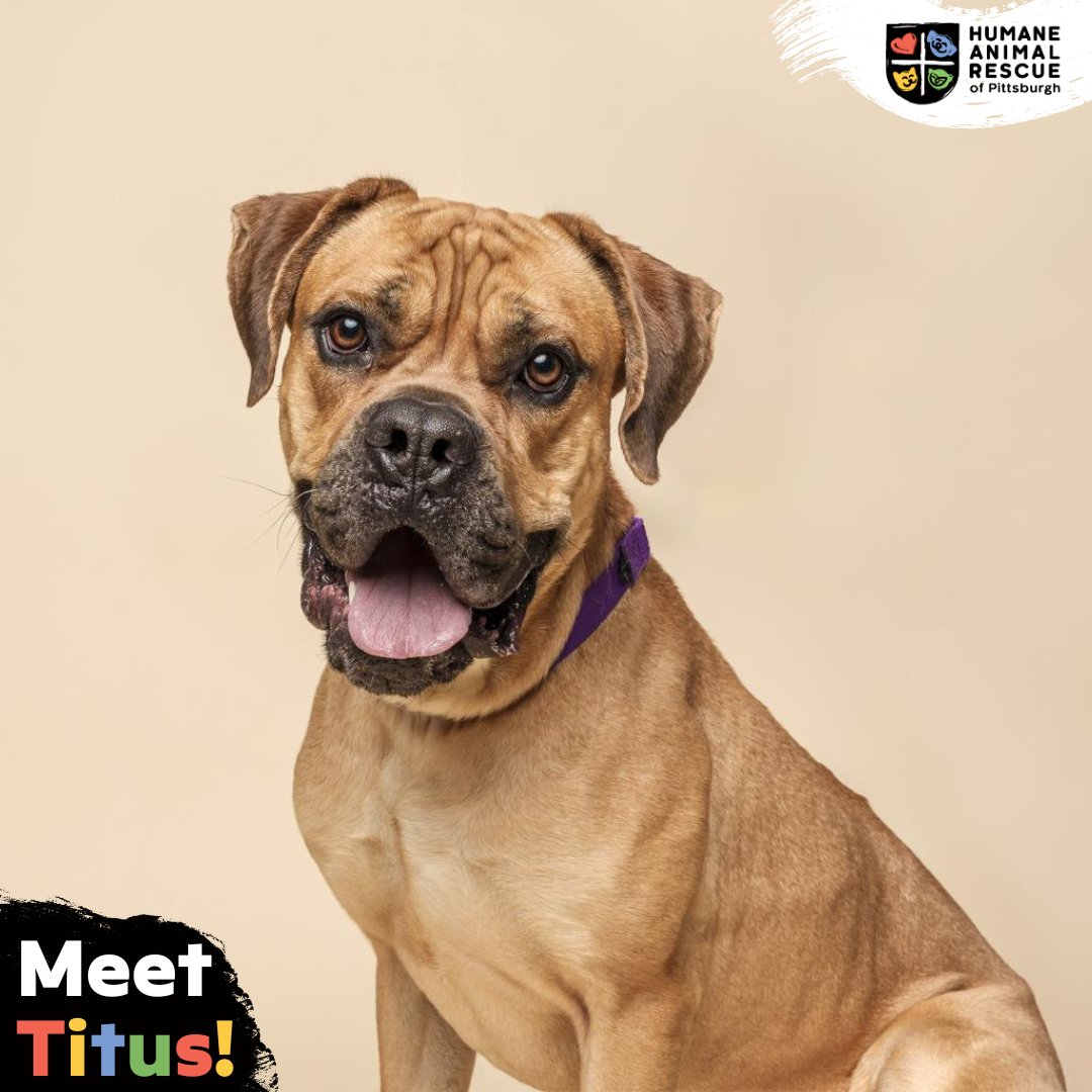 Introducing the handsome Titus! You may be drawn to him by his darling head wrinkles and cute little ears, but worry not, there is more than meets the eye with this pup. If you're interested in meeting him, stop by @HARPSavesLives East location! ow.ly/JiTA50R8z4t