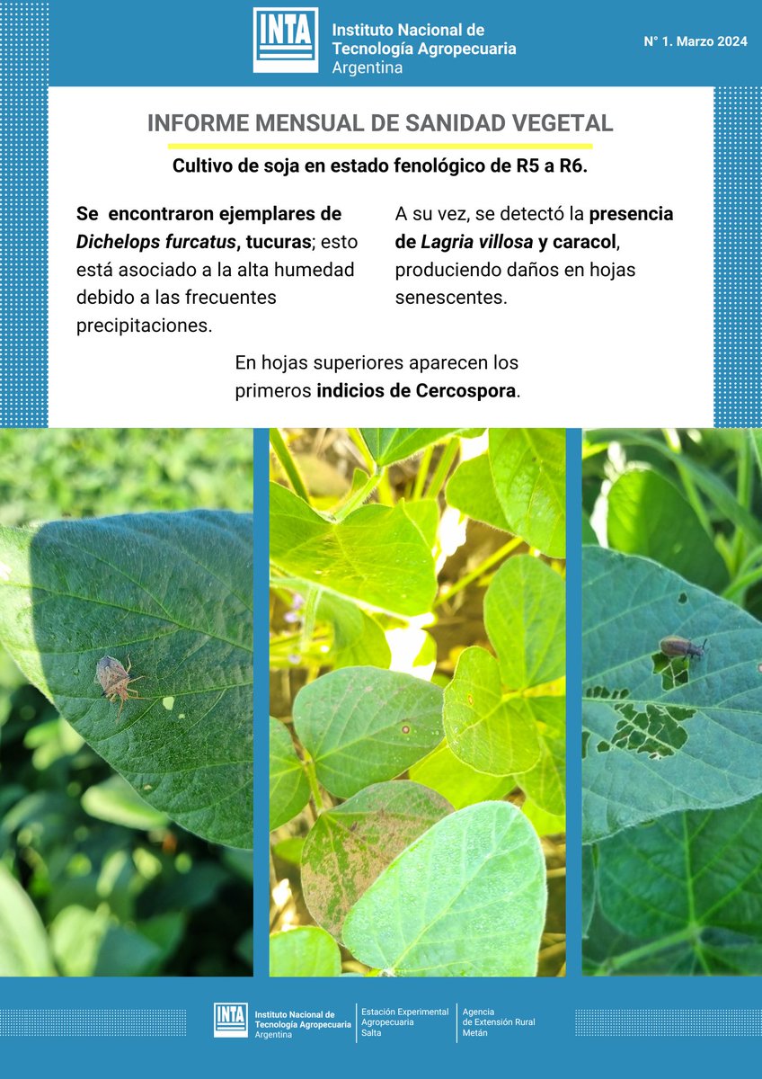 INTASalta's tweet photo. 🌿Damos inicio boletín mensual de protección vegetal

Brindamos información sobre estados fenológicos de soja y maíz en lotes sobre ruta 9 y 34 del Depto Metán.
Más info, contactarse a:
- María Noelia Ávila: avila.maria@inta.gob.ar
- Gustavo Chavarri: chavarri.gustavo@inta.gob.ar https://t.co/8UdiWkGPDx