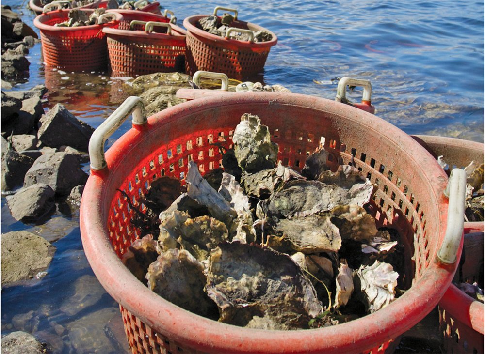 The Coastal Oregon Marine Experiment Station is representing in force at Hatfield Marine Science Day, Sat. April 13. Exhibits range from the secret life of sharks, plastics & fibers in marine environments, fish genetics, anadromous fisheries, &aquaculture hmsc.oregonstate.edu/marine-science…