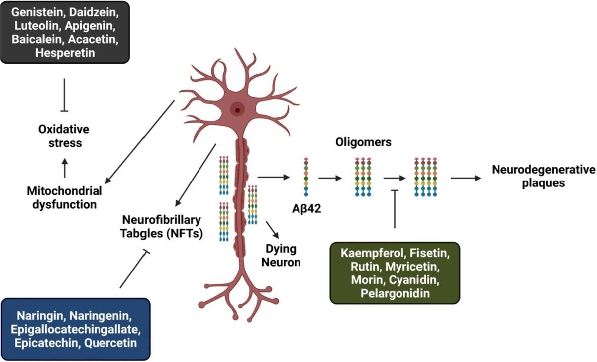 amarelowbr's tweet photo. Flavonoids and Alzheimer’s disease: reviewing the evidence for neuroprotective potential
https://t.co/NzPg8gMs4G
#flavonoides #alzheimer #doençaAlzheimer #neurologica #doençaneurologica #flavonoids #Alzheimers #fisetina #quercetina #apigenina #catequina https://t.co/OaXTLQZnZ4