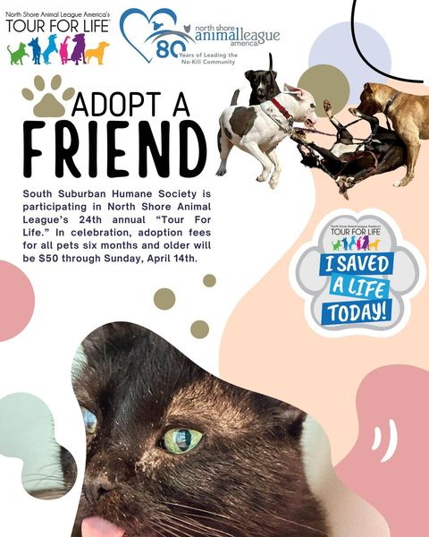 Hey #Chicago! .@SSHSpets in .@AnimalLeague Tour For Life #pets #adoption #EVENT 

$50 for 6+ months age til Sun 4/14

#AdoptDontShop #AdoptDontBuy #AdoptAShelterPet #adoptaseniorpet #AdoptAShelterDog #AdoptAShelterCat #dogs #cats 

facebook.com/events/1861498…

facebook.com/SouthSuburbanH…
