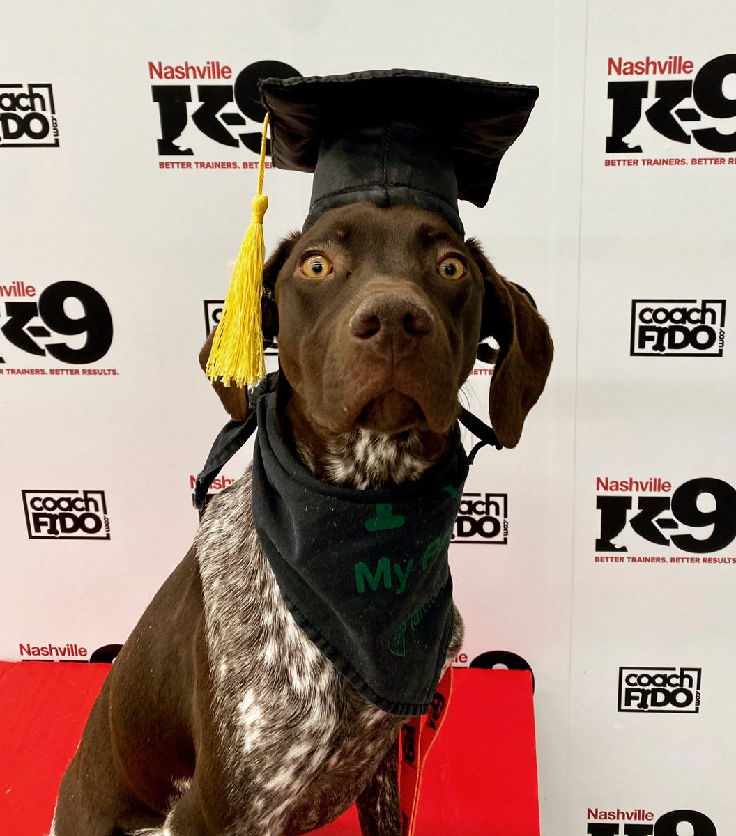 Congratulations, Freyja! You graduated!! #germanshorthairedpointer #dogtraining #nashville #nashvilledogtraining #franklin #brentwood #obedience #nashvilledogtrainer #positivereinforcement #clickertraining #agility #behavior #bettertrainers #betterresults #NashvilleK9