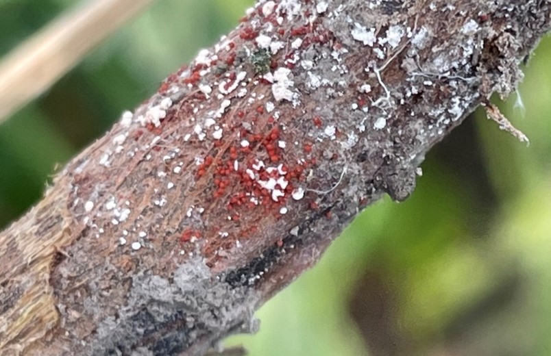 markjeschke's tweet image. Red Crown Rot in Soybeans is relatively new to the Midwest but growers in Japan, as well as parts of the Southern U.S., have been familiar with it for decades. I discuss what we know about it and what to look for on Page 128 of the Pioneer Agronomy Book. corteva.showpad.com/share/SG6K2TBG…