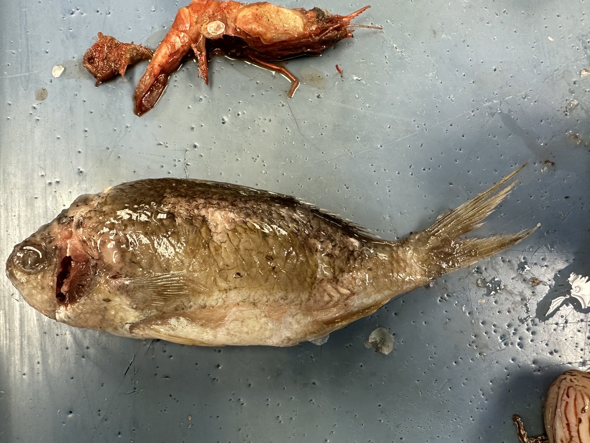 Our biggest lionfish stomach finds? A 5 inch long #Sunshinefish and a 2.7 inch long #RedNightShrimp. Smaller finds included a Cocoa #Damselfish, a 3-Spot Damselfish, a Cardinalfish, some unidentifiable fish (too digested), and various shrimp. 2/2