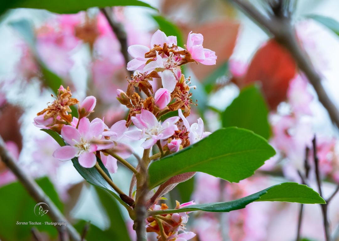 Indian Hawthorn #flowers #flowerphotography