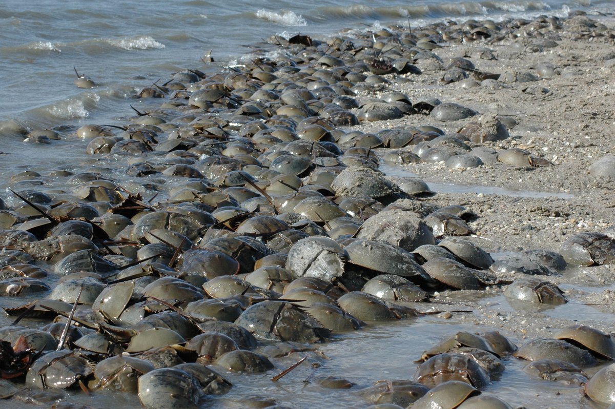 Each year since 1990, #CitizenScientists from around the Delaware Bay estuary join forces to count and document horseshoe crabs. In total, this effort has recorded over 42 million spawning horseshoe crab sightings!  coast.noaa.gov/states/stories… #CitizenScienceMonth