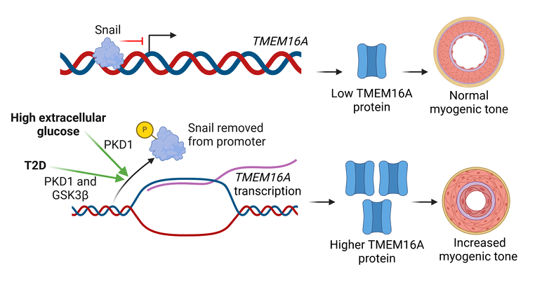 Happy Friday, check out a new piece from @uthsc in today's #ArticleinPress. Extracellular #Glucose and Dysfunctional #Insulin Receptor Signaling Independently Upregulate Arterial Smooth Muscle TMEM16A Expression (Somasundaram Raghavan et al.): ow.ly/HyHL50R9u9E