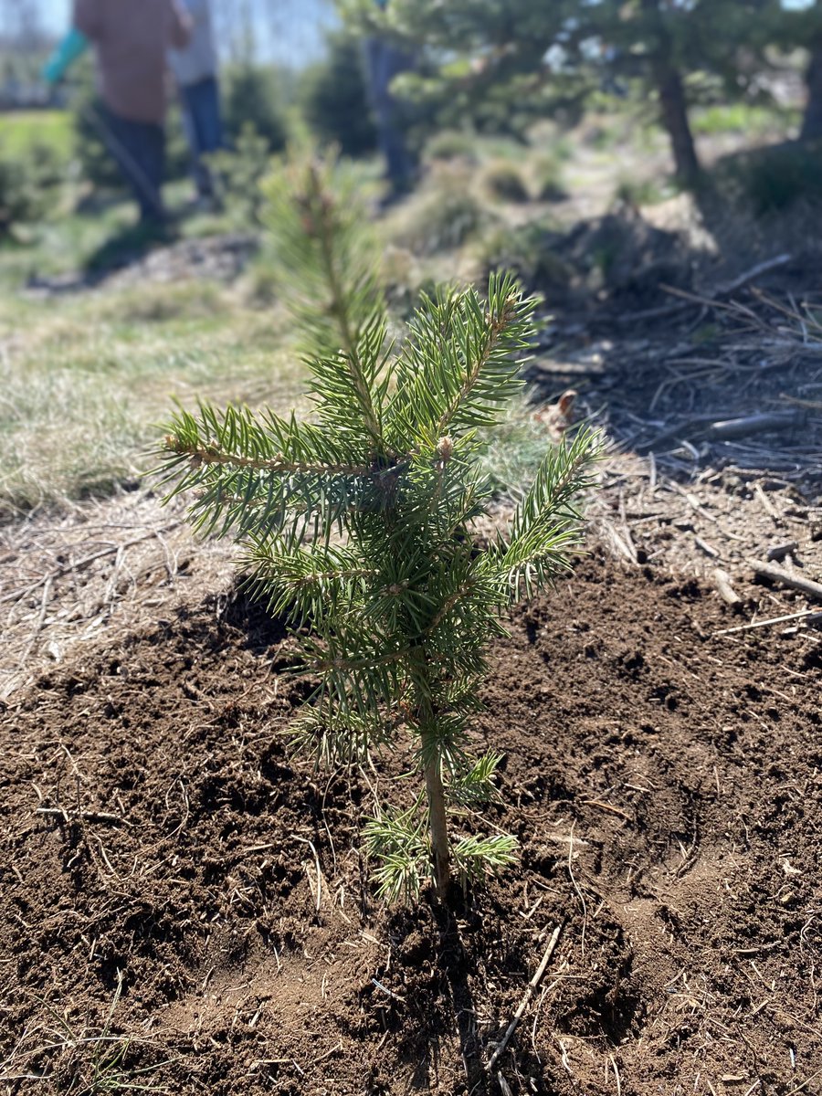 JonesFamilyFarm's tweet image. 8-10yrs from now, someone will be decorating a tree for Christmas that was planted during an earthquake.  Farm work continues. #treeplant season. @gilsimmons @USGS felt in 06484