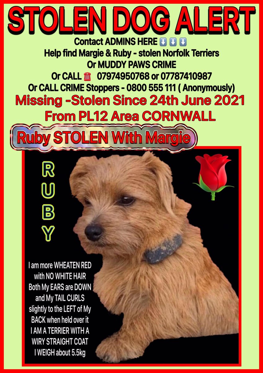 As every week, we continue to plead with whoever has these 2 dear #NorfolkTerriers to come forward. You may not be aware of their 'Stolen' status, having been offered them with fake documents. Please have a heart & make contact, anonymously if you like, but PLEASE @FindMargieruby