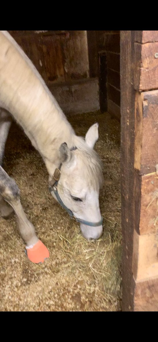 FISH TRAPPE ROAD Friday 🩵poor boy is so sore with an abscess brewing ☹️hopefully this thing pops this weekend-Dr Erin isn’t worried. Lots of extra treats and TLC for this baby #FollowtheFish #OTTB #TrappeShot