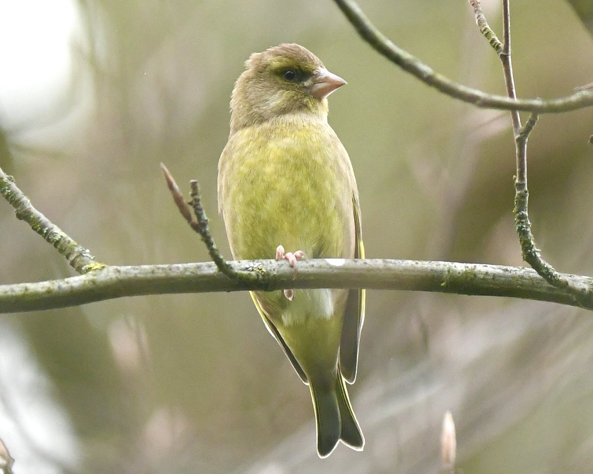 Greenfinch in Crystal Palace Park