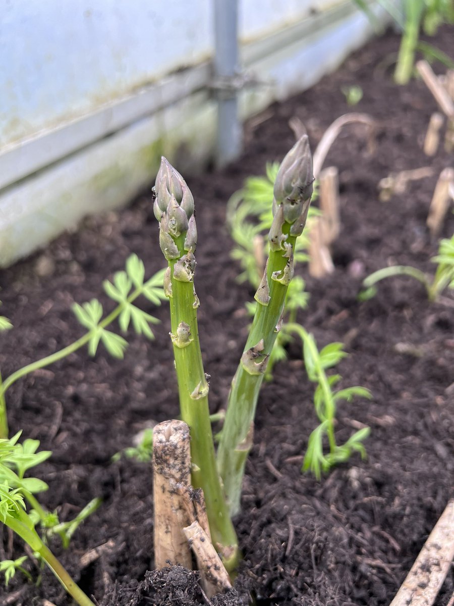 First two asparagus spears harvested today in my polytunnel - the first since I moved to the homestead 3 years ago. There’s also an outdoor asparagus bed, but it was recommended to me that an undercover one was a good plan too on a wild Welsh hillside!