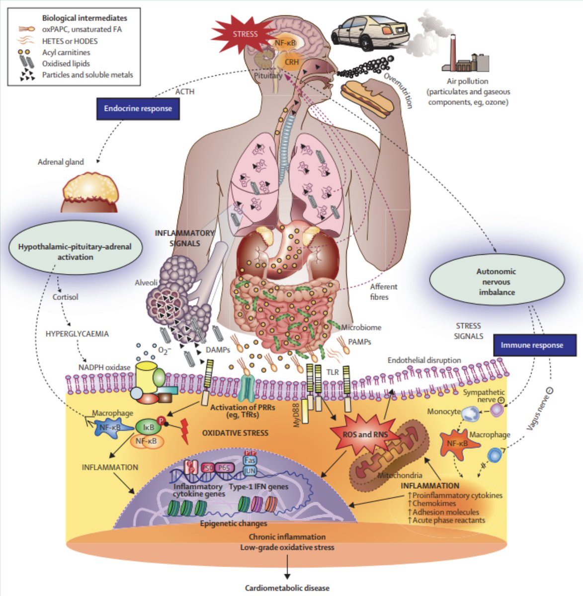 Great Review Article! 'This Review provides an up to date summary of epidemiological evidence & mechanistic underpinnings linking #AirPollution w/ cardiometabolic risk. Sanjay Rajagopalan, @Sadeer_AlKindi, et al. @TheLancetEndo sciencedirect.com/science/articl…