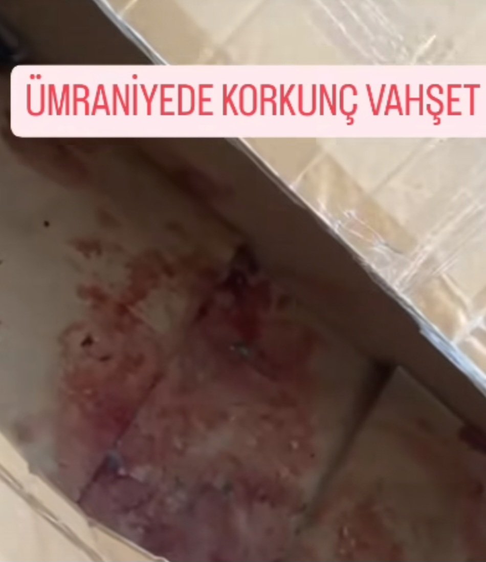 Ümraniye Çakmak mahallesinde kedi yavrularını acımasızca kesmişler. Anneleri başsız yavrularını yalarken görüntüler var. Paylaşmak imkansız. Hızına yetişemediğimiz hayvan katliamlarına dur demek için ne bekleniyor? @TC_icisleri @adalet_bakanlik @EmniyetGM @haydipolisi @TBMMresmi