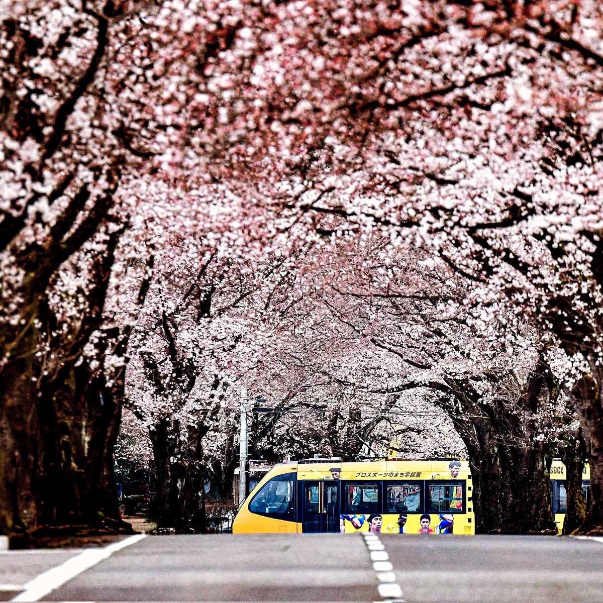 桜LRT
#宇都宮LRT #ライトライン