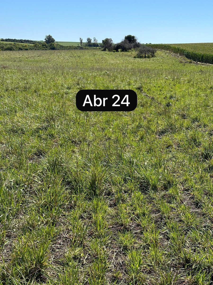 Blanqueales muy pobres en MO y estructura que se agregan a la rotación.

Mezcla de Agropiro Hulk, Festuca Malma y Holcus Virtus en su segundo año. Se viene agregado de N para mantener calidad de los recursos!