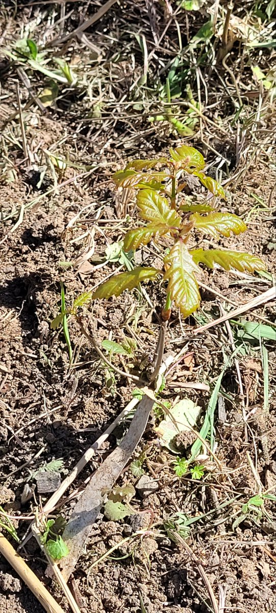 Ivona_K_J's tweet photo. 🌱🌞 #springtime - a time of #renewal &amp; #Growth 
Leaf emergence in our #oak seedlings  at the @seedvsplant ArbKos mini #experiment supported by @PCaforr @COSTprogramme
 
Finding #Joy in the #NatureBeauty! 😊 https://t.co/Kw0y1vXK4R