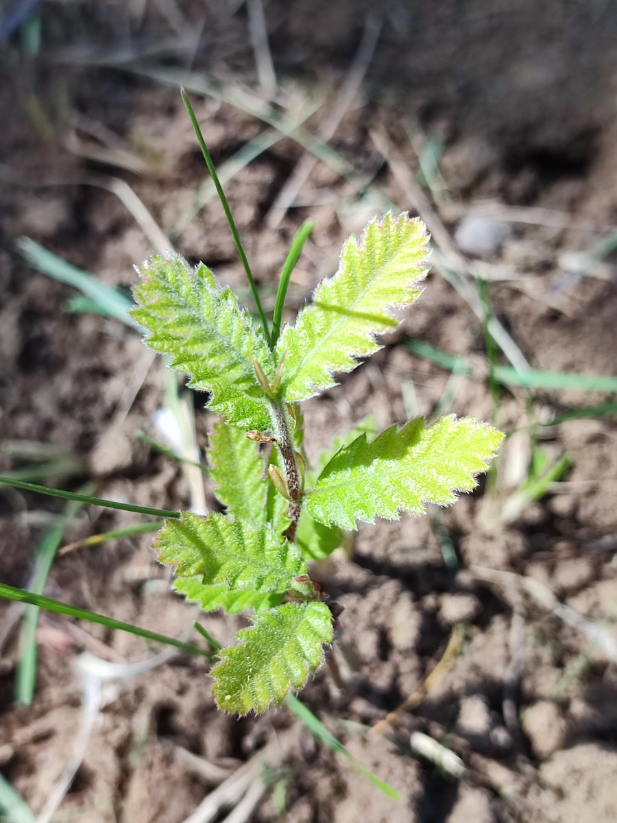 Ivona_K_J's tweet photo. 🌱🌞 #springtime - a time of #renewal &amp; #Growth 
Leaf emergence in our #oak seedlings  at the @seedvsplant ArbKos mini #experiment supported by @PCaforr @COSTprogramme
 
Finding #Joy in the #NatureBeauty! 😊 https://t.co/Kw0y1vXK4R
