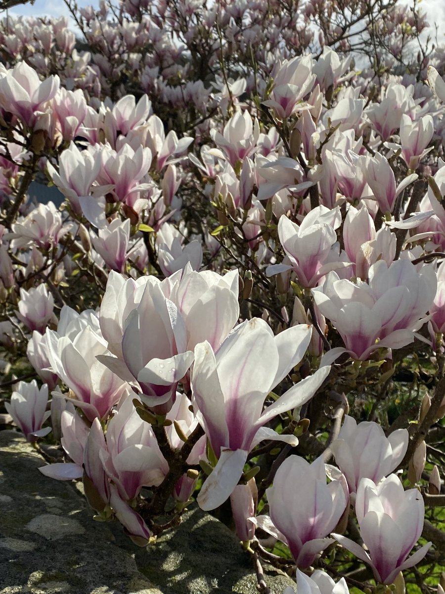 My neighbours Magnolia soulangeana is looking magnificent at the moment. I always worry when the house changes owners that someone will chop it down, especially when in some years it gets frosted and turns brown overnight.