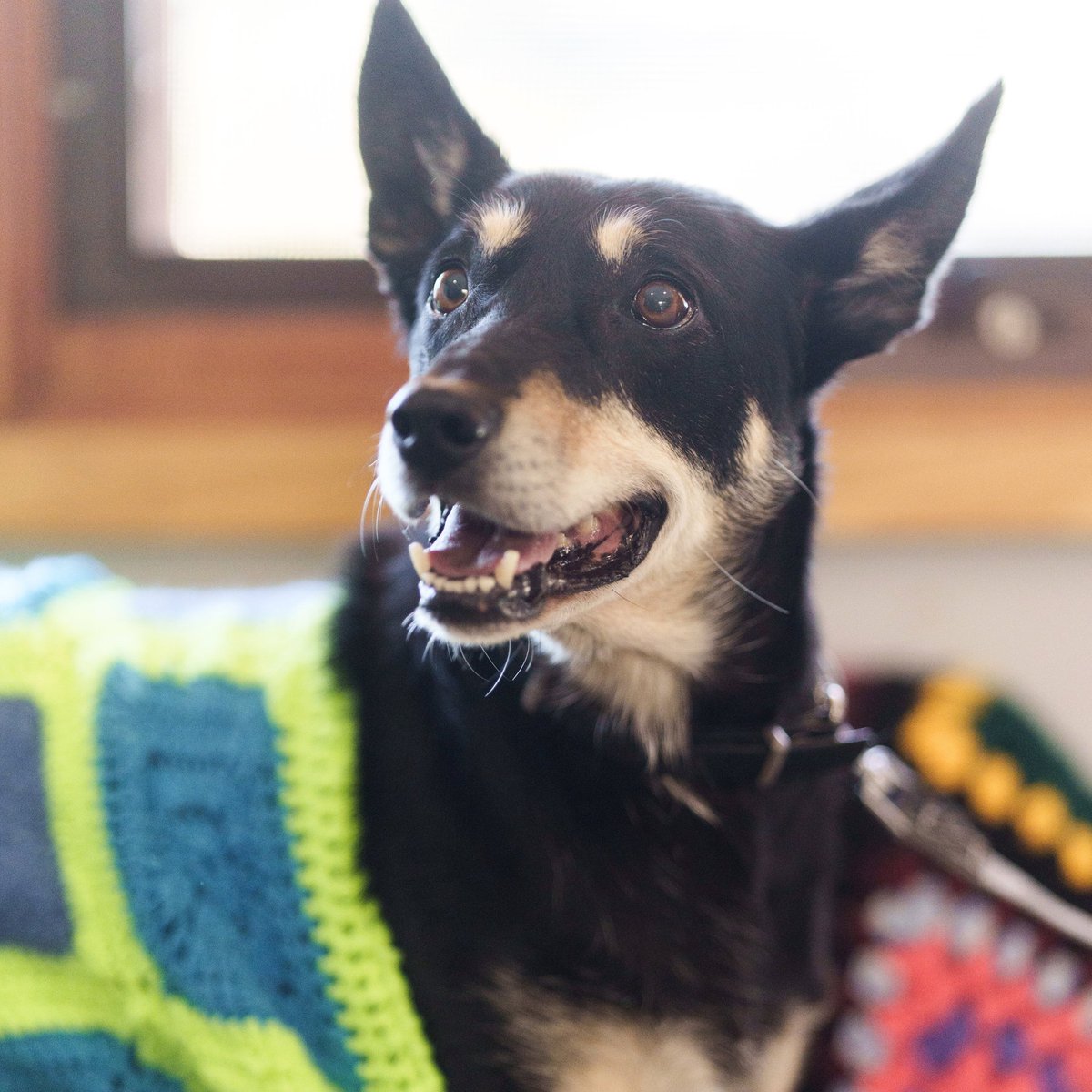 These older dogs are looking for their fur-ever home over at Domestic Animal Services (DAS)! If you are looking to add a older dog to your life, swing past DAS to meet the crew! You can look at all the dogs for adoption and DAS opening times here 👉 bit.ly/3ThbpuY