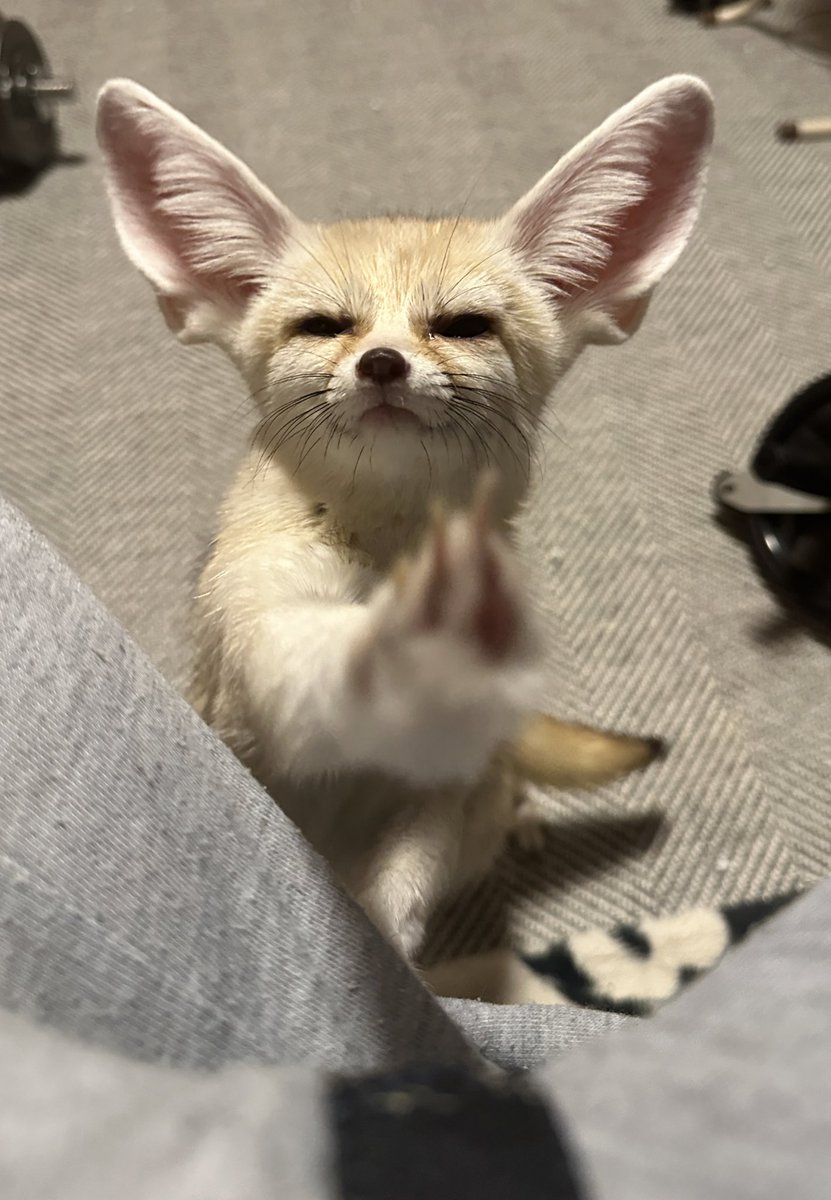 アトム(フェネック) (@fennec_atom) / Posts / X