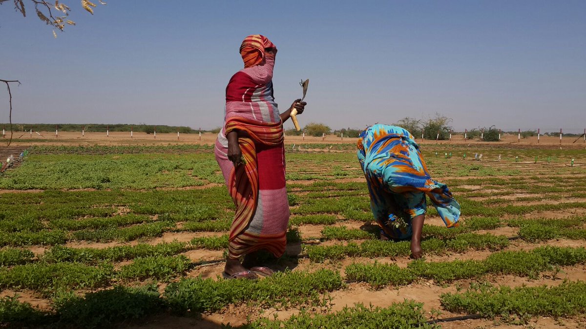 Healthy Soils for a Healthy Life! 🌱 Climate-smart agriculture using #nuclear techniques helps optimize water and fertilizer use. This means more nutritious food, better health and lower environmental impact. 👉atoms.iaea.org/3vyhGMa