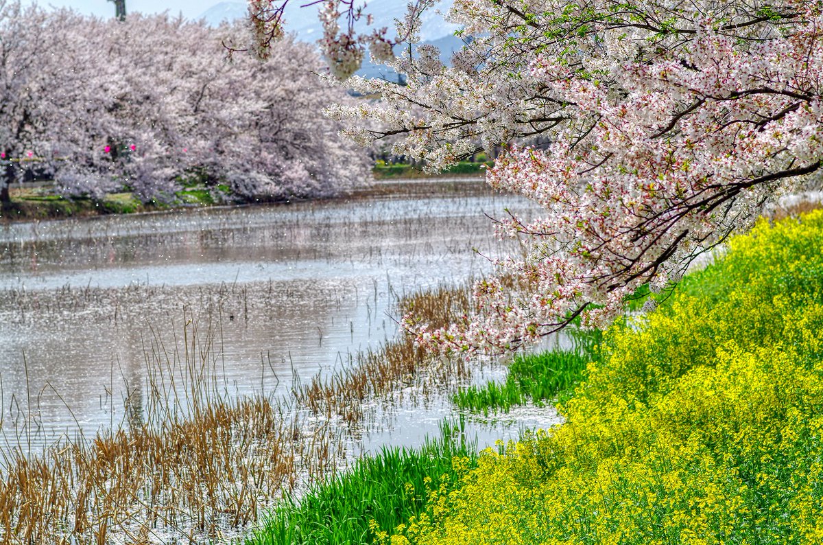 おはよう土曜日
イツカノ高田城址公園