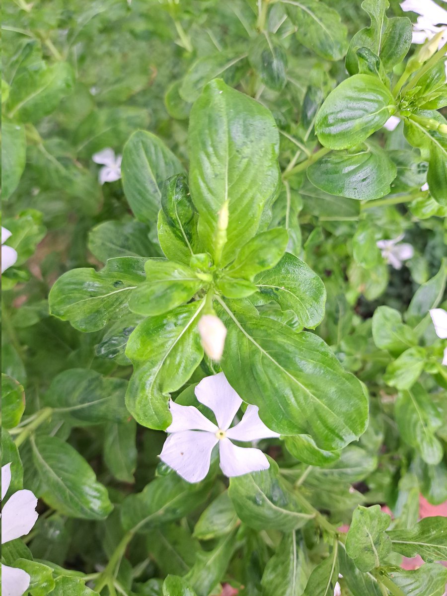 We have discovered two divergent variants of a potyvirus spp. to infect periwinkle plants. Details can be found here @PlantDiseaseJ apsjournals.apsnet.org/doi/10.1094/PD…