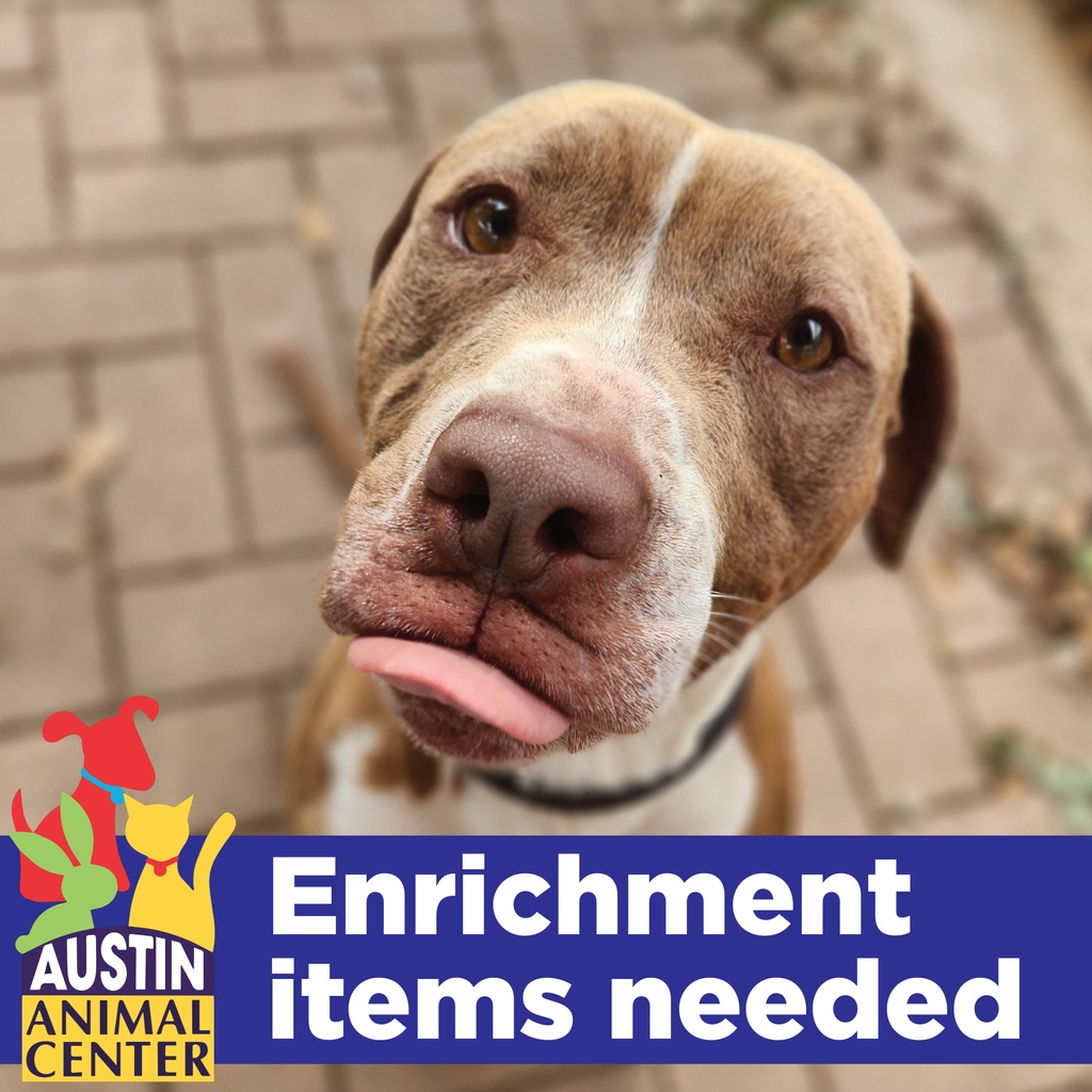 We have a lot of dogs with respiratory infections right now, so we need more enrichment items. Please consider donating some long-lasting chews from our wishlist: bit.ly/aacwishlist