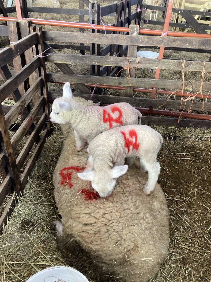 More lambs tales! Certainly enjoying themselves. “Understanding our Mum” - any other captions out there? #lambs #barn #neighbours #wellness #joy