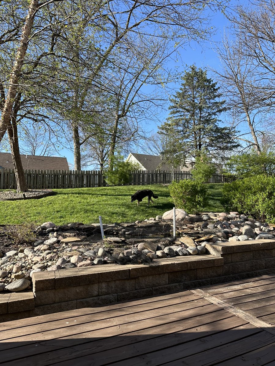 NKCChief's tweet photo. Both neighbors are bbqing. I’m drinking a beer and enjoying a little #decksit
Gotta spend a few hours this weekend and get the pond going.
Hope Andy and Pat made it through winter. https://t.co/YH50eAfBgv