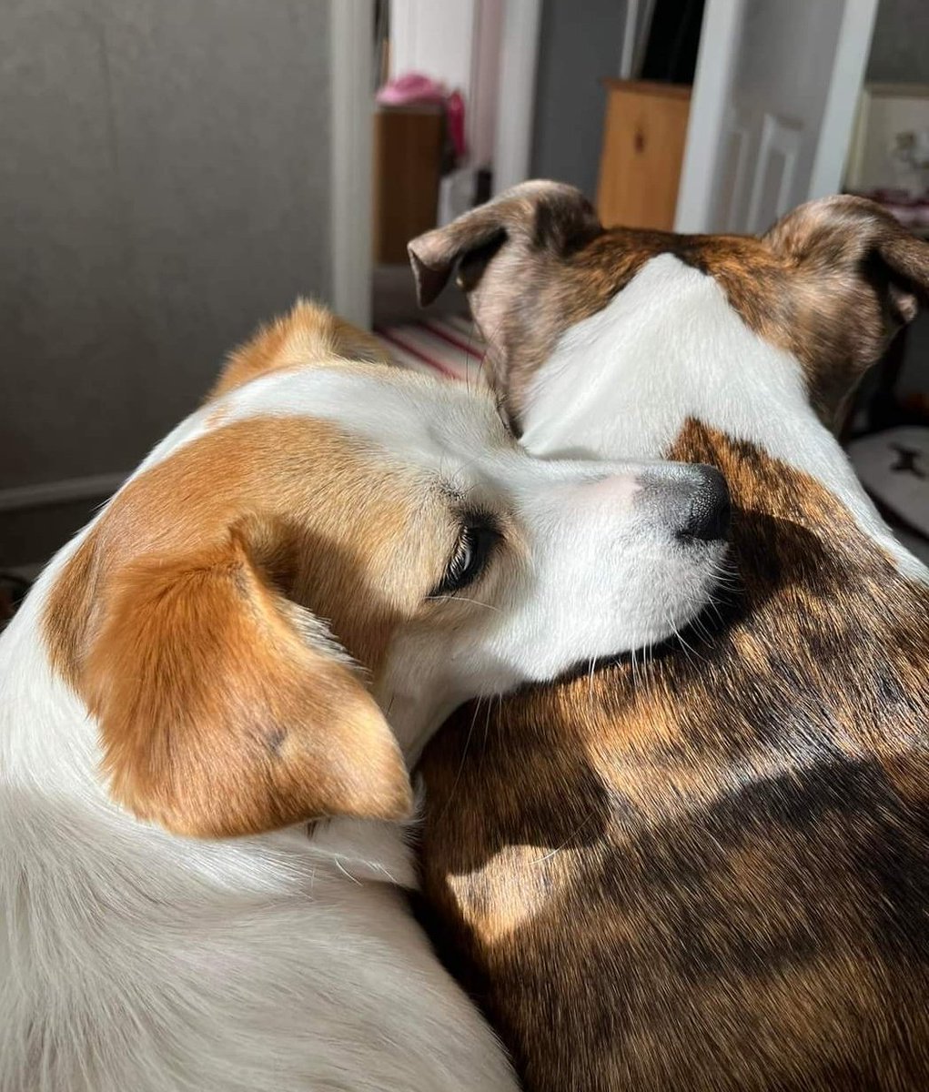 Little Sally , now called Daisy has been adopted for a year now !! She's always snuggling up to her big brother Angus . He had lost his little sister & was pining until Daisy came along . They get lots of walks & cuddles , a great life for sure💕 #AdoptDontShop