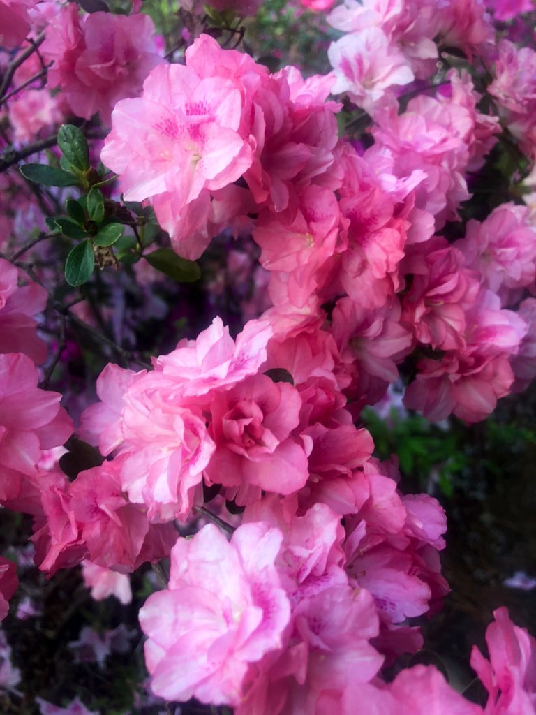 Another glorious azalea in bloom in my parents’ garden. #DailyAzalea #DailyBotanicalBeauty #GardensHour #GottobeNC