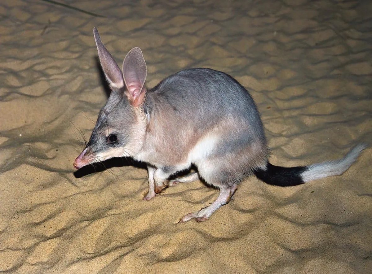In case you’re having a bad day, please look at these Bilbies! The Bilby is a desert burrowing marsupial native to Australia. They are omnivores, have poor eye sight but great hearing! All around silly little guys #NatureTimeWithMissy