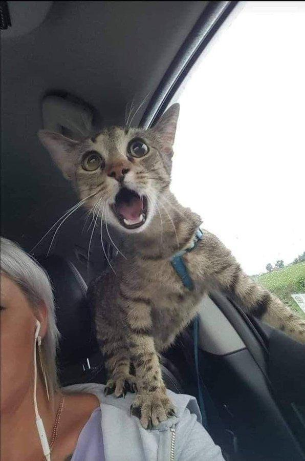 DontShowYourCat's tweet photo. CAR RIDE https://t.co/FRGUeqy8OT