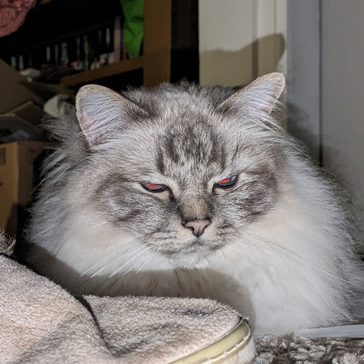 Seb_81_'s tweet image. We are not amused.