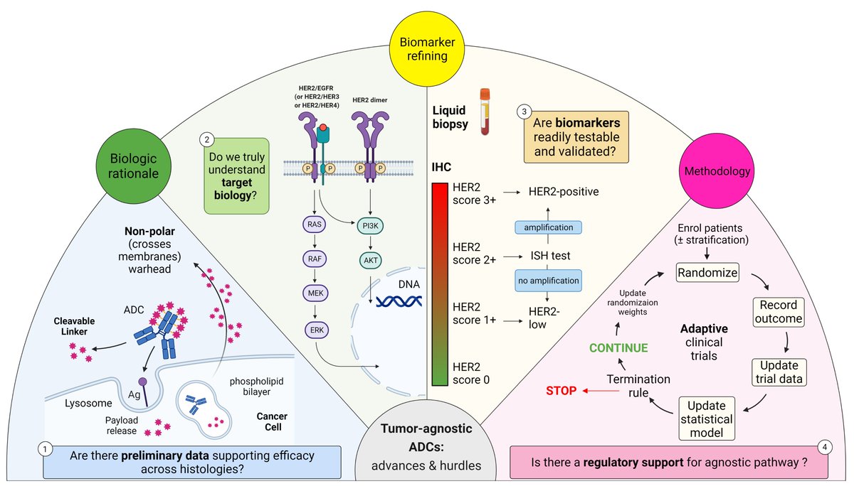 @PTarantinoMD @PestanaRC @curijoey @stolaney1 In 2022: Histology-agnostic approvals for antibody–drug conjugates in solid tumours: is the time ripe? In 2024: 🎊 pubmed.ncbi.nlm.nih.gov/35696887/