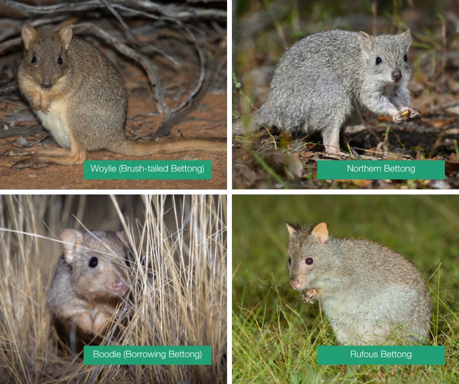 What animal moves like a mini-Kangaroo, has a prehensile tail, and can weigh up to 2.8kg? 🤔 A Bettong! Bounce on over to find out more about these fascinating marsupials 👉 bit.ly/AWC-Bettongs 📸 B Leue, W Lawler / AWC