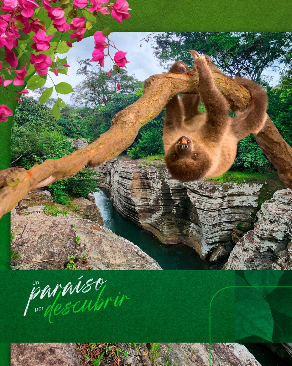 PanamaPortfolio's tweet photo. Descubre Chicá, un paraíso por descubrir, donde la cautivadora fauna te espera en cada rincón. Desde aves exóticas hasta pequeños mamíferos, cada encuentro te acerca más a la maravilla de la naturaleza 🌳🦥

¿Deseas vivir en un entorno natural incomparable? https://t.co/MWlaij9S3N