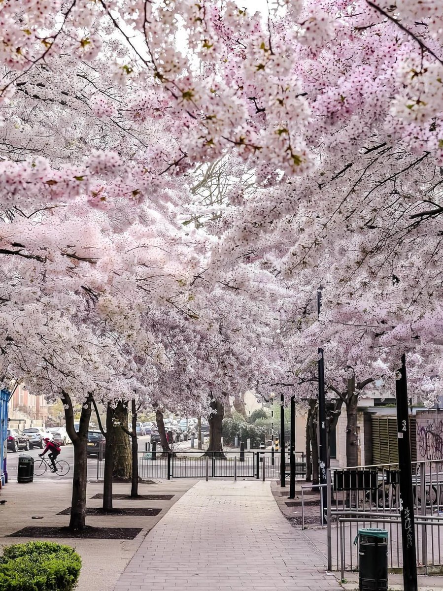 London is a good place to enjoy flowers in spring..It's boring to walk around alone. Who would like to come with me?🌸🌸🌸🌈✨