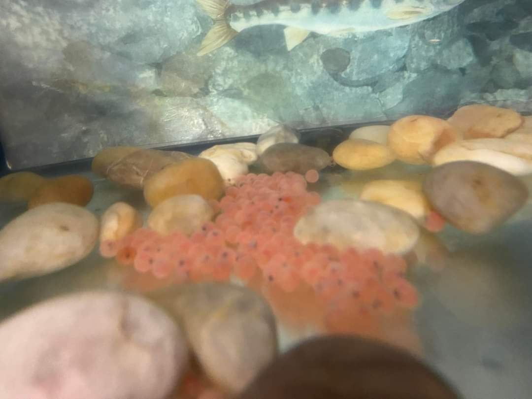 GesnerStElemen1's tweet photo. It has been an exciting week at Gesner as our Atlantic Salmon eggs have arrived! This project is made possible through the Fish Friends Education Program in New Brunswick. We are looking forward to learning about habitats and life cycles of the amazing Atlantic Salmon!#gesner https://t.co/nkfUlWbiPj