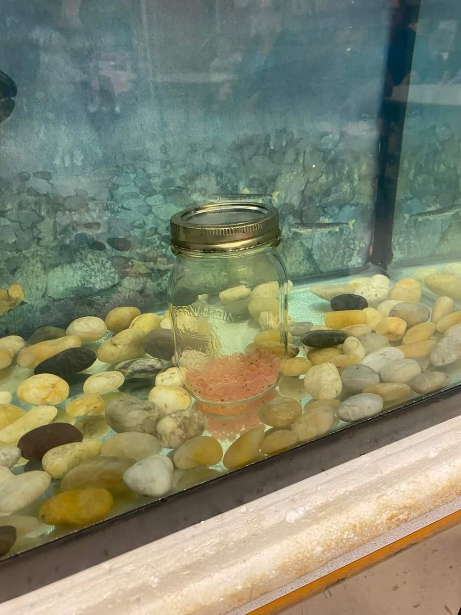 GesnerStElemen1's tweet photo. It has been an exciting week at Gesner as our Atlantic Salmon eggs have arrived! This project is made possible through the Fish Friends Education Program in New Brunswick. We are looking forward to learning about habitats and life cycles of the amazing Atlantic Salmon!#gesner https://t.co/nkfUlWbiPj