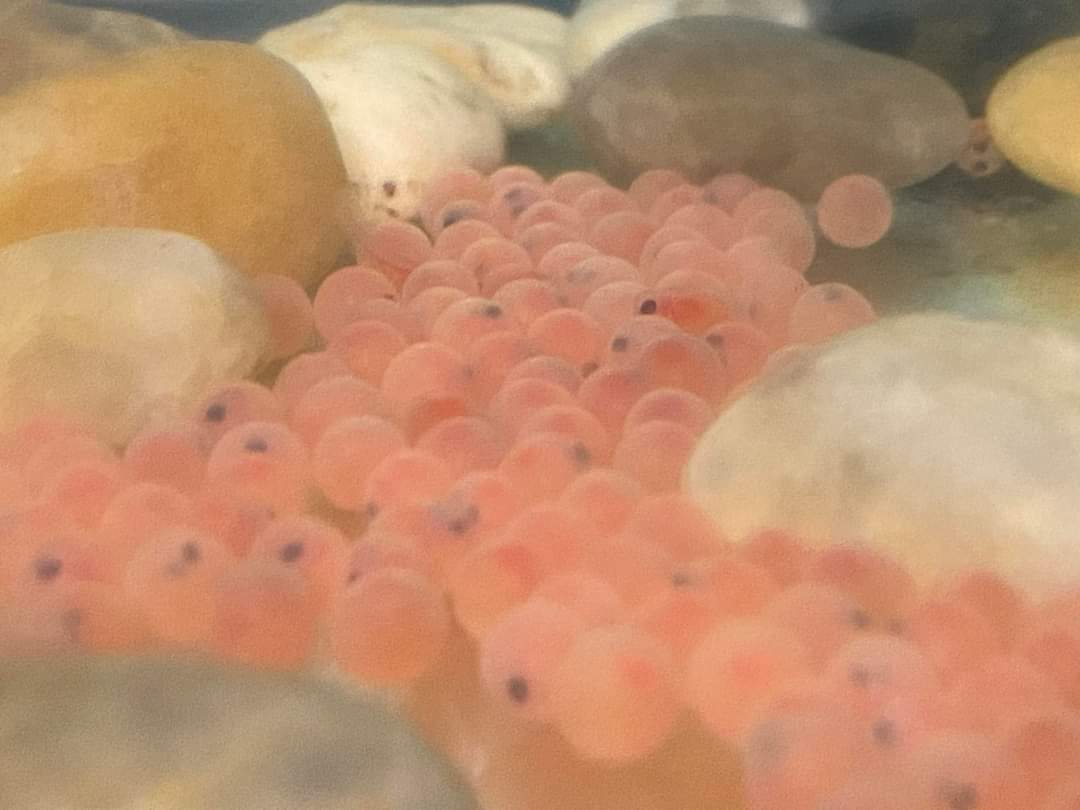 GesnerStElemen1's tweet photo. It has been an exciting week at Gesner as our Atlantic Salmon eggs have arrived! This project is made possible through the Fish Friends Education Program in New Brunswick. We are looking forward to learning about habitats and life cycles of the amazing Atlantic Salmon!#gesner https://t.co/nkfUlWbiPj