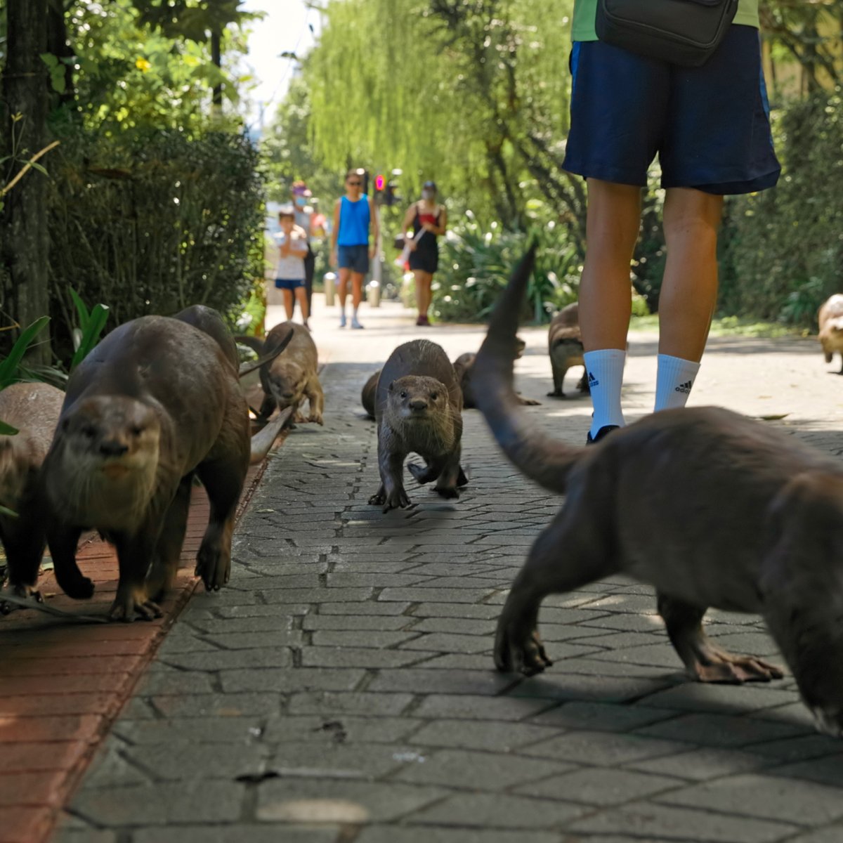 BBC Earth tweet media