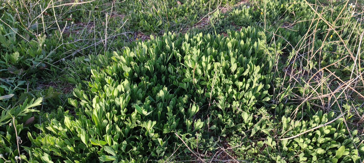 emilioMART38327's tweet photo. #Collejas (Silene vulgaris) del #Geoparque de las hoyas y altiplanos de #GuadixBazaHuéscar. https://t.co/JgM5cYhAYu