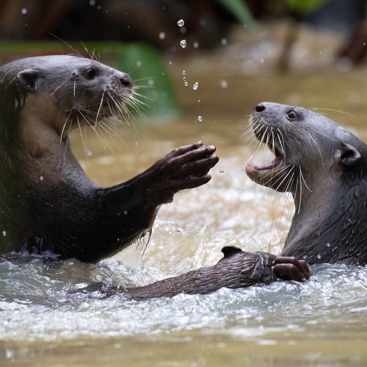 BBC Earth tweet media